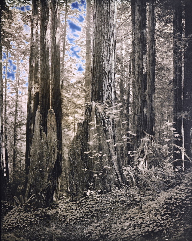 Redwoods_2020_Daguerreotype_Anton_Photo_Palace_7-639x800.jpg