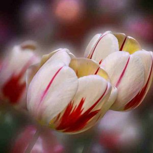 tulip_00008_00035.jpg