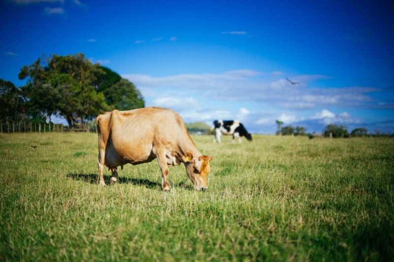 A photo of a cow grazing in a field A photo of a cow grazing in a field