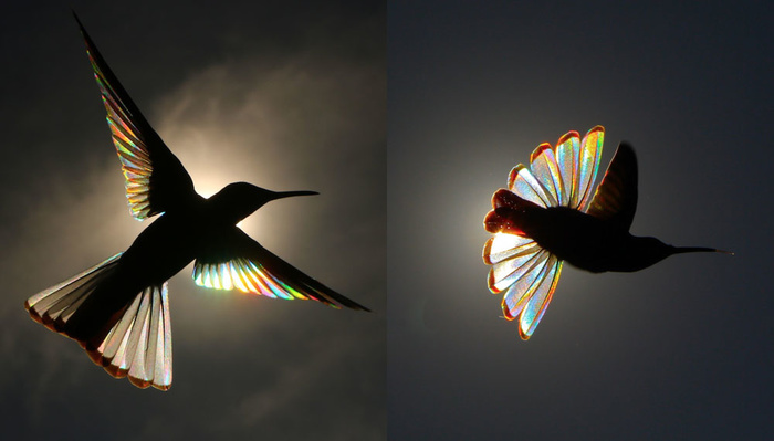 Photographer Catches the Rainbow-Prism Effect of Sunlight Passing Through Hummingbirds' Wings