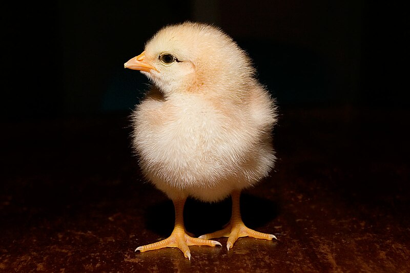 800px-Day_old_chick_black_background.jpg