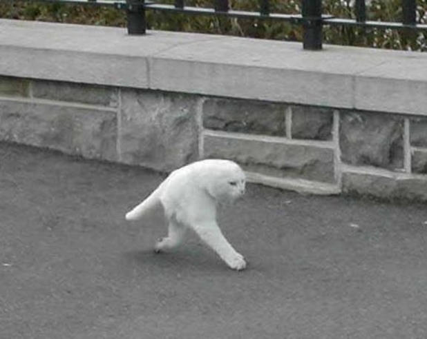 odd_google_street_view_cat.jpg