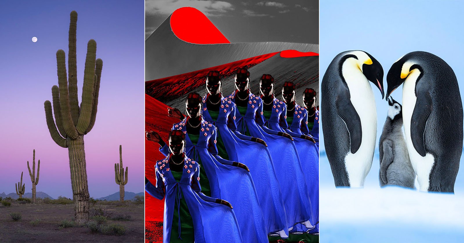 A collage of three images: tall cacti under a purple sky with a moon, women in blue dresses with red and black abstract background, and two emperor penguins with a chick standing on snow. A collage of three images: tall cacti under a purple sky with a moon, women in blue dresses with red and black abstract background, and two emperor penguins with a chick standing on snow.