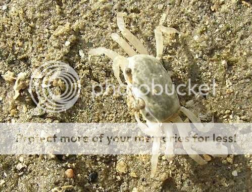 crabby.jpg