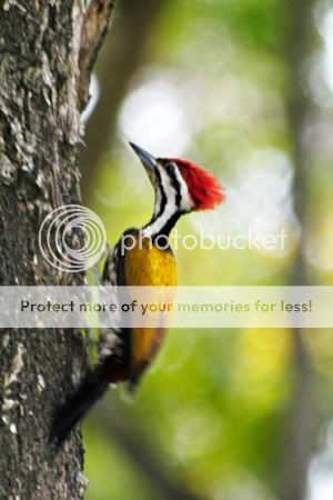 woodpecker2.jpg