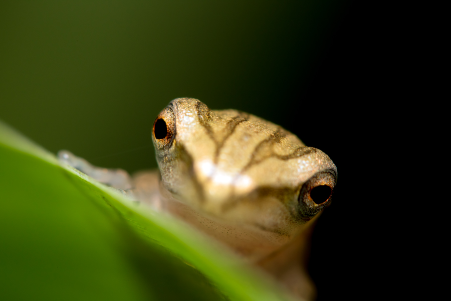 froggy-eyes.jpg