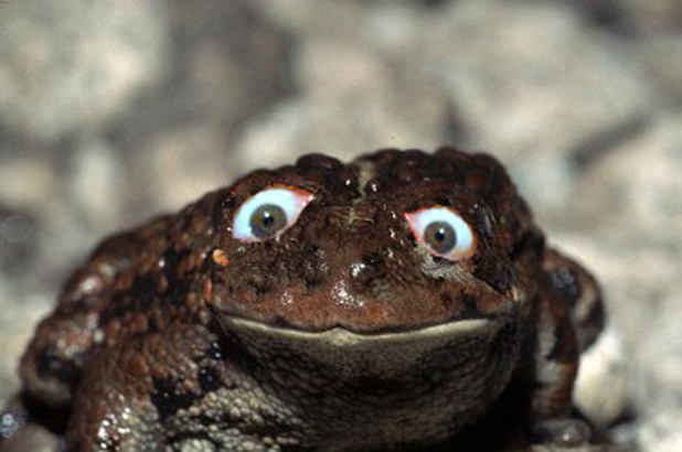 frog-eyes.jpg