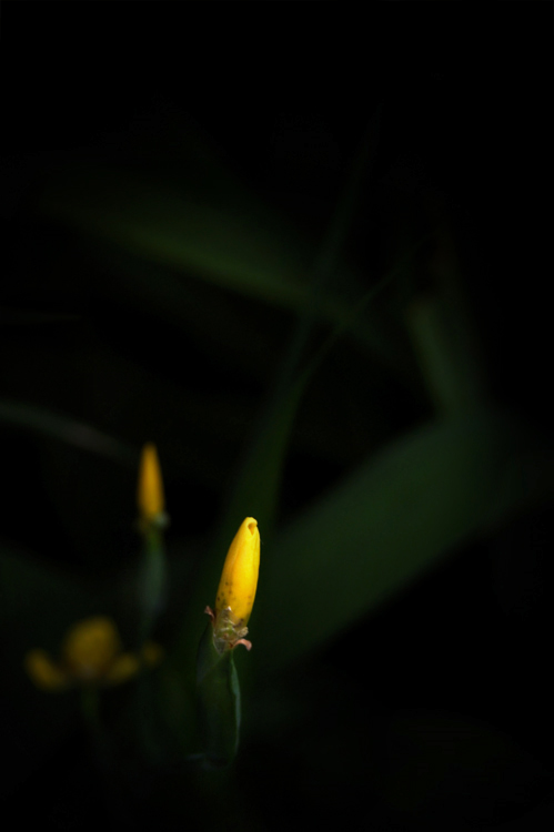 Darkness___Flower_by_redstonean.jpg