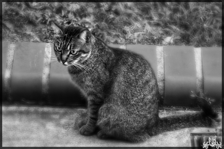 Street_Cat_by_Draken413o.jpg