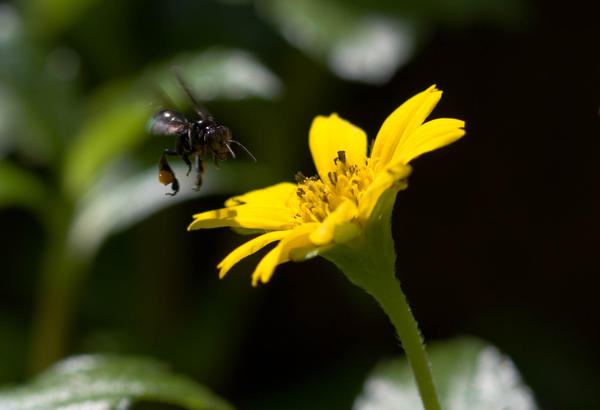 Bee_Landing_by_jasperngoh.jpg