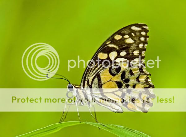 Papilio-demoleus-malayanus-.jpg
