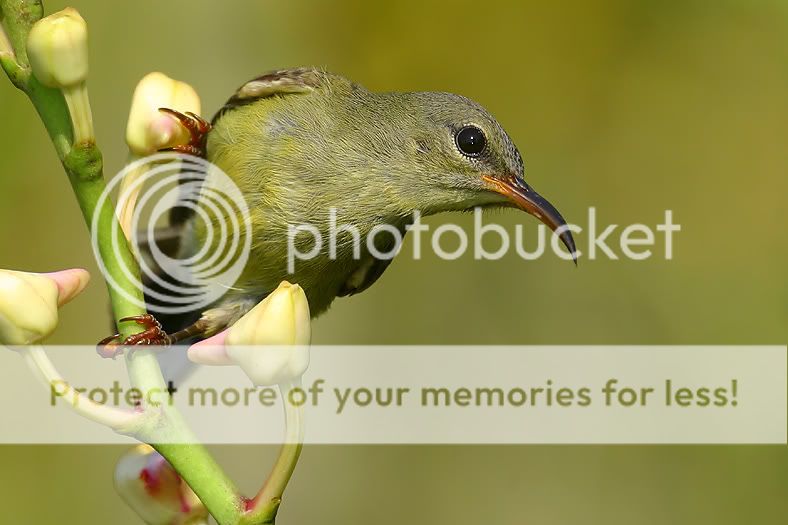 Olive-backed-sunbird1.jpg