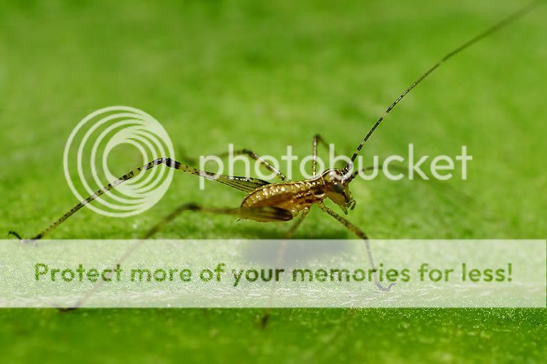cricket-nymph.jpg