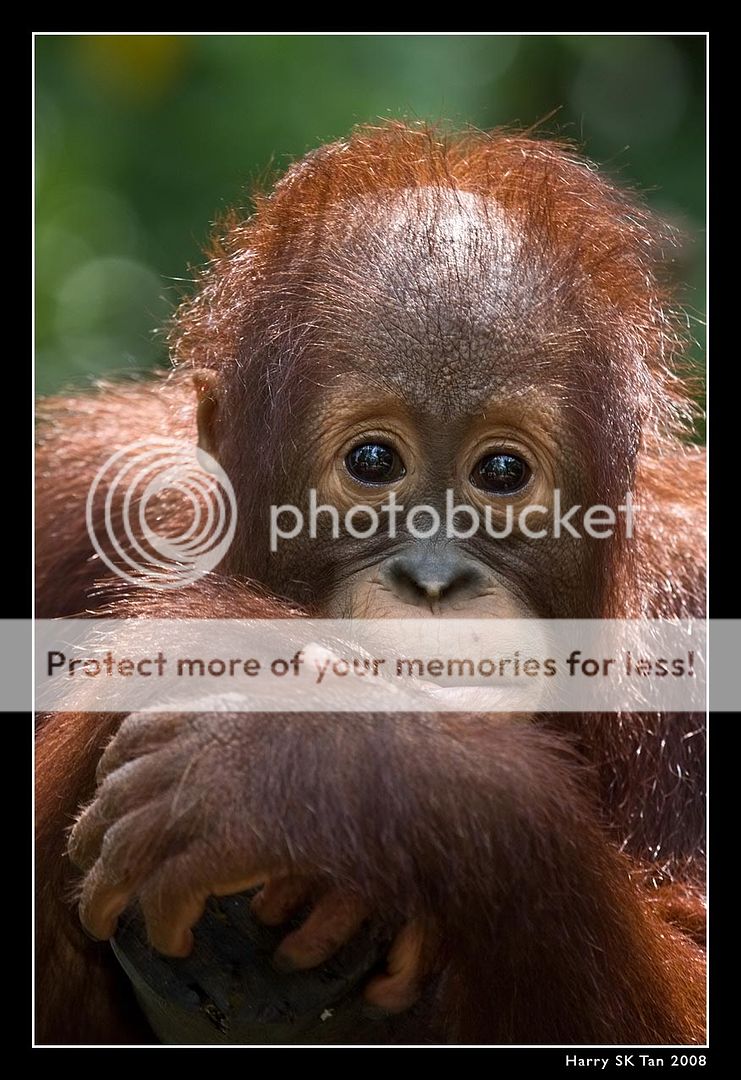 Orangutan_58-WEB.jpg