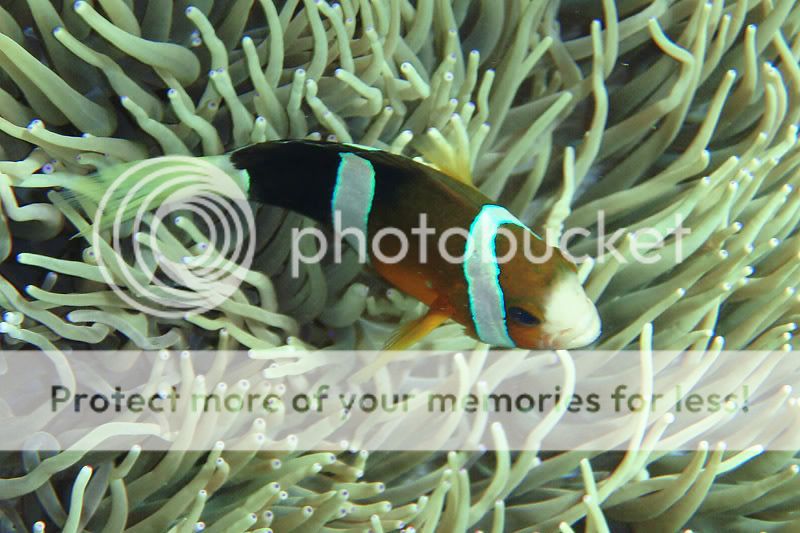 Anemonefish1-web.jpg