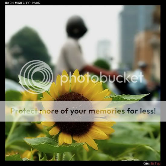 HoChiMinhCity-Sunflower.jpg