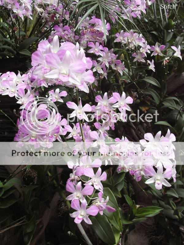 orchid.jpg