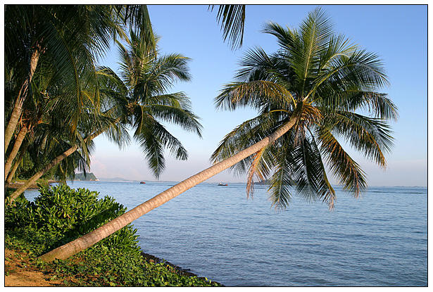 Coconut_Tree_in_Sentosa_Island.jpg