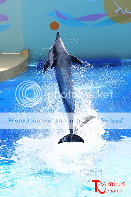 dolphin5Small.jpg