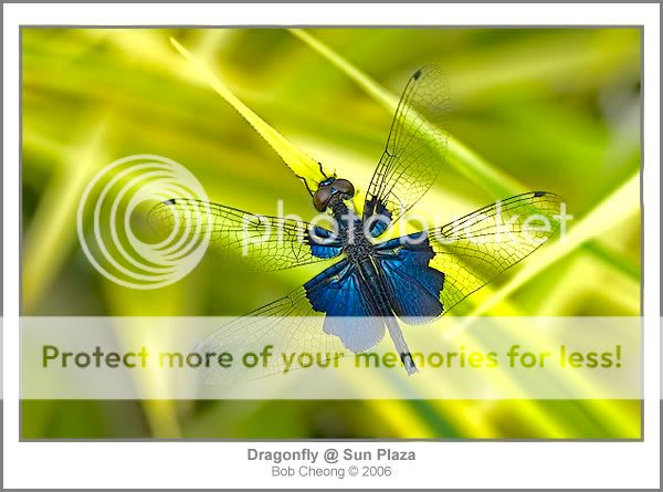 DragonflyMetalBlue03.jpg