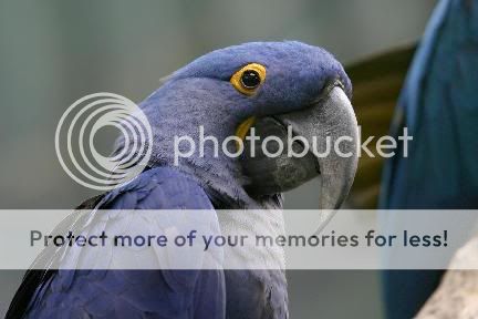 j5_blue-macaw_03.jpg