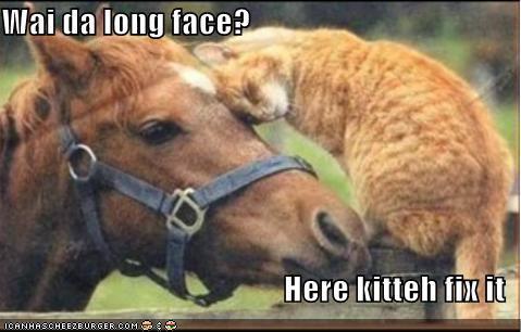 funny-pictures-cat-fixes-your-long-face.jpg