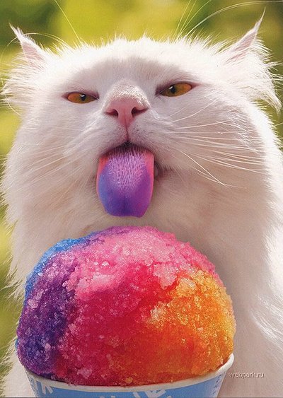 cat-is-eating-ice-cream.jpg