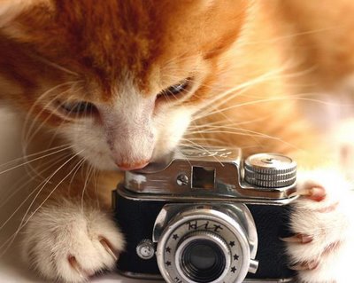 cat-and-camera.jpg