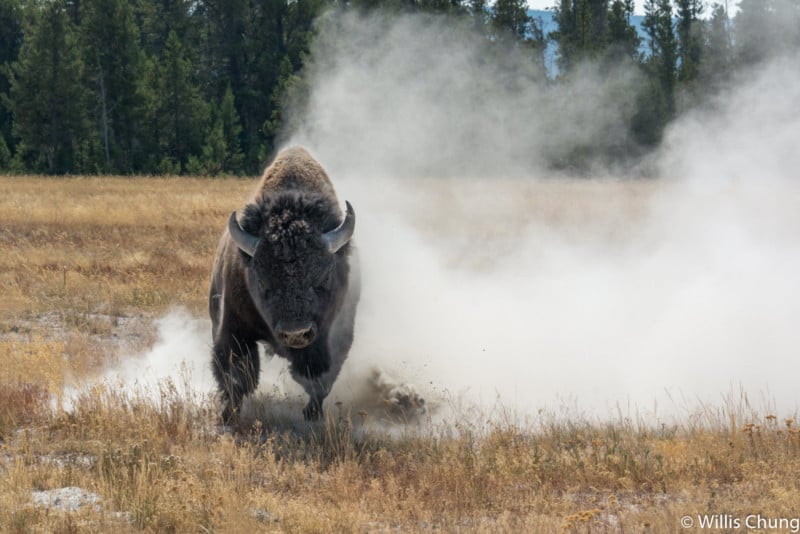 Chung-Yellowstone-Bull-10-800x534.jpg