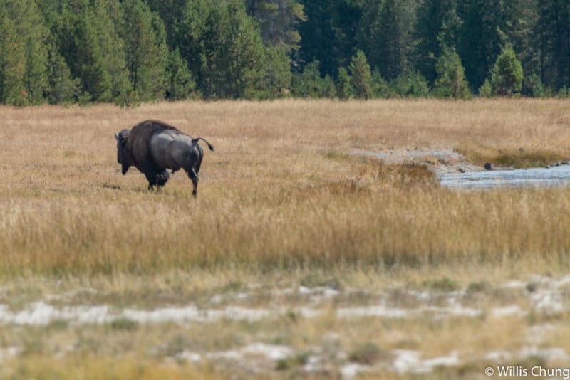 Chung-Yellowstone-Bull-16-800x534.jpg
