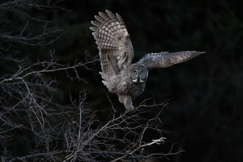 great-gray-owl-by-Steve-Mattheis-800x534.jpg