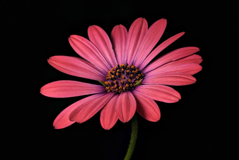 184ND850-Osteospermum-Huntington-2-8730-to-8815-PMAX-test-800x534.jpg