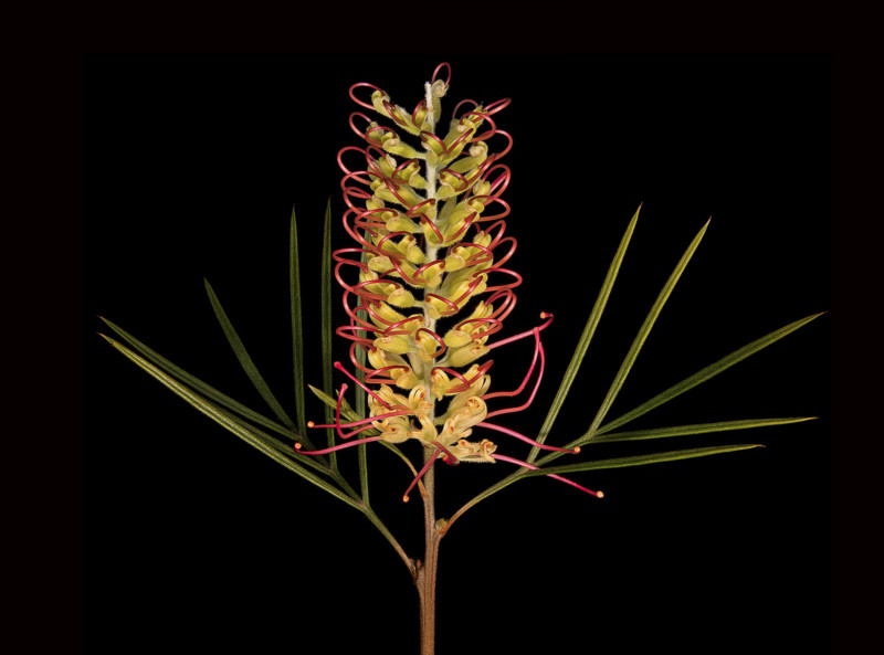 Grevillea-300-dpi-David-Leaser-800x593.jpg