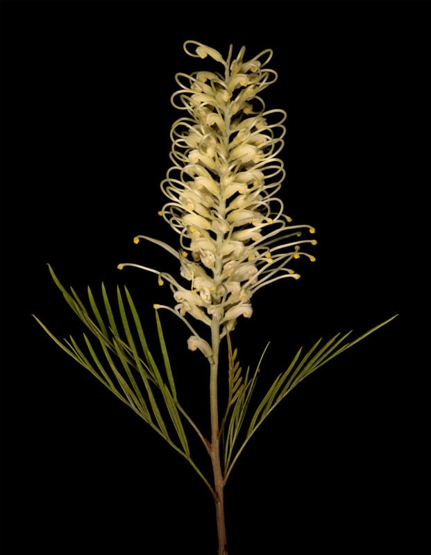 Grevillea-Moonlight-300-dpi-David-Leaser-621x800.jpg