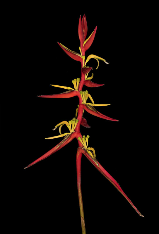Heliconia-scheideana-300-dpi-David-Leaser-543x800.jpg