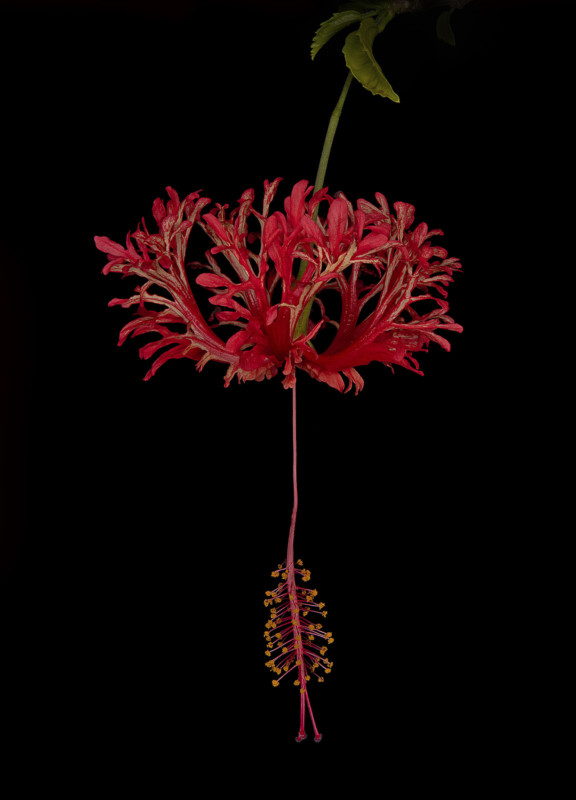 Hibiscus-schizopetalus-300-dpi-David-Leaser-576x800.jpg