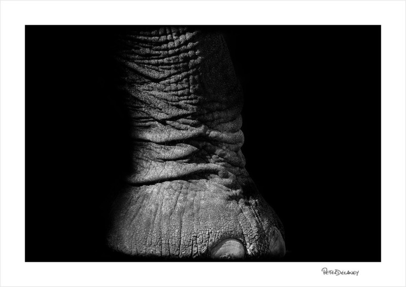 ElephantFoot-800x565.jpg