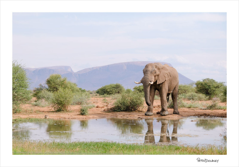 Elephantbullmountains-800x561.jpg