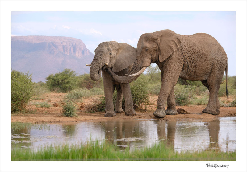 Elephantsandmountains-800x558.jpg