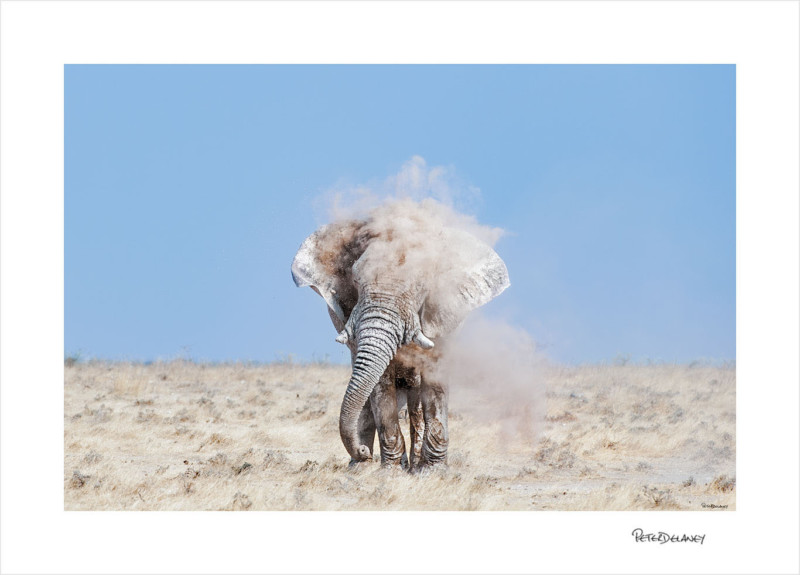 Godfather-Bull-Elephant-800x575.jpg