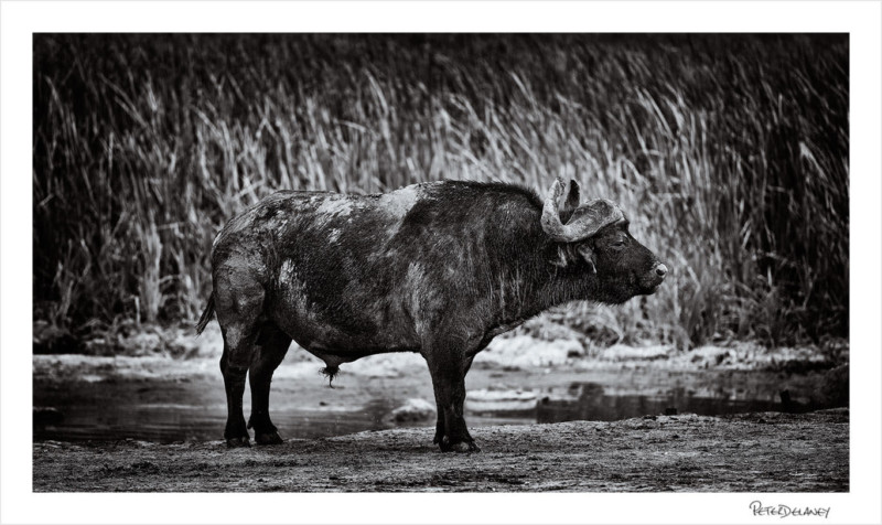 Buffalo-bull-800x476.jpg