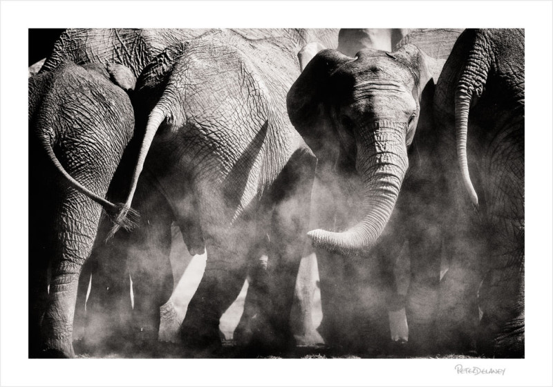 Elephantu-turn-800x560.jpg
