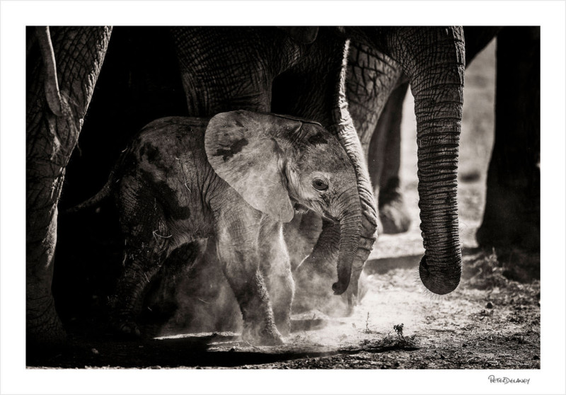 baby-elephant-bnw-toned-800x558.jpg