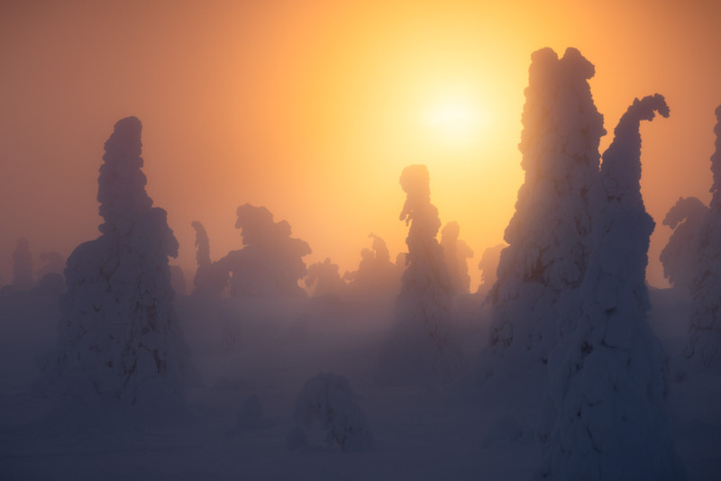 Finland-Trees-Sunset-800x534.jpg