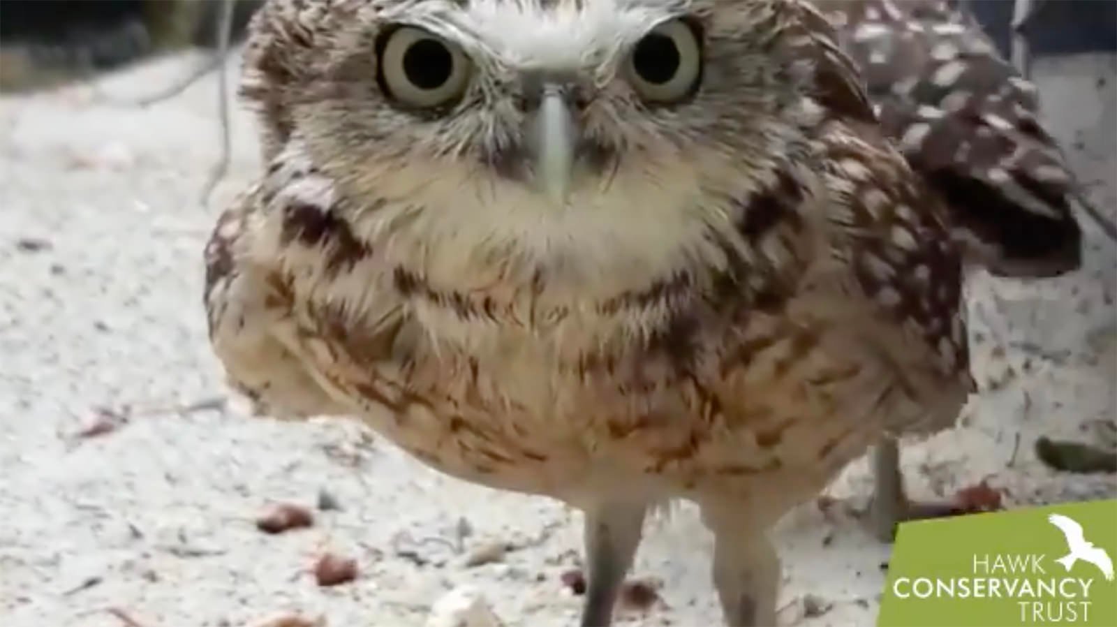 owls_feat.jpg