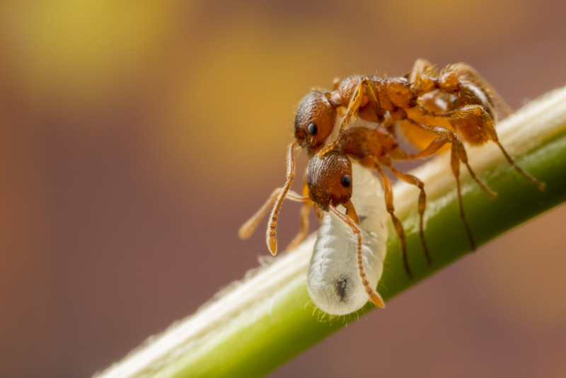 ants-with-larvea-800x534.jpg