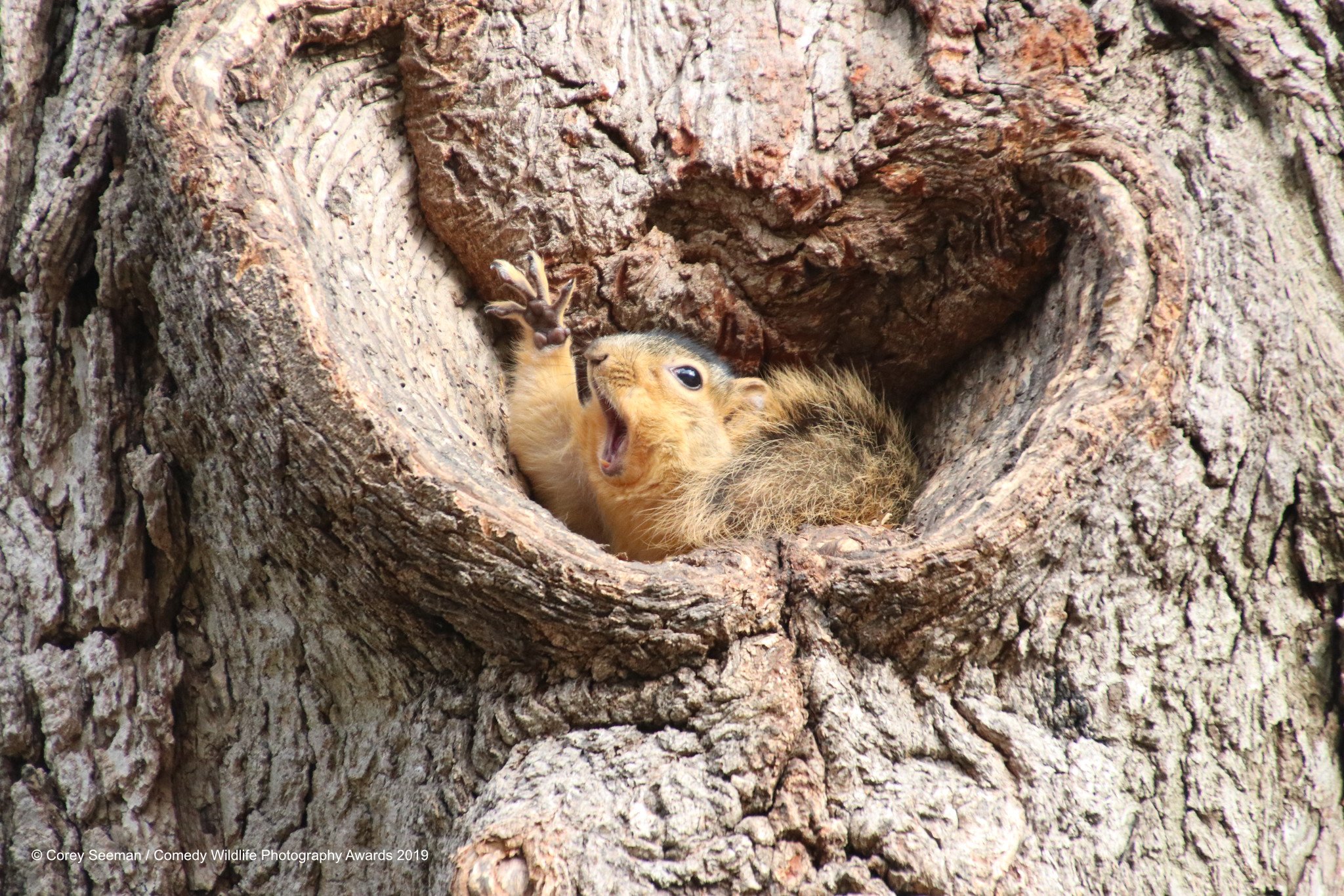 Corey-Seeman_Who-would-like-a-peanut-Squirrels-at-the-University-of-Michigan_00003651.jpg