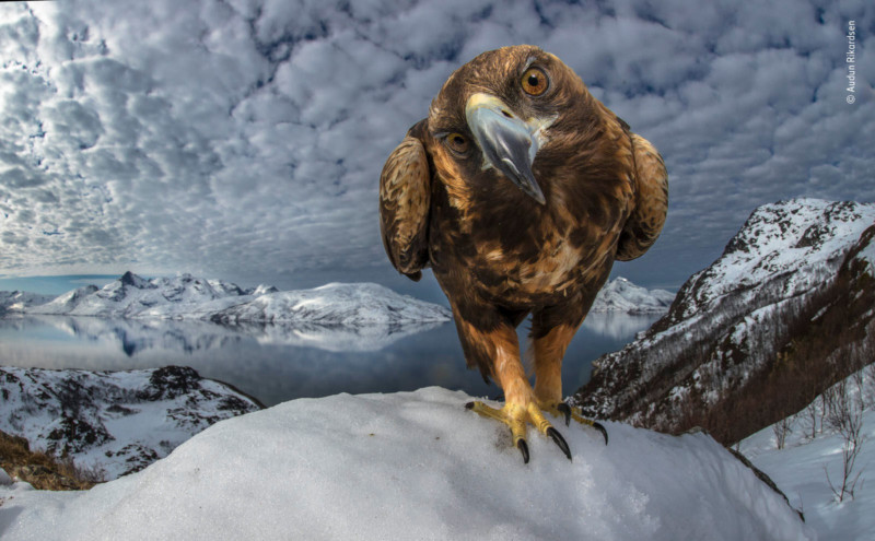 ©-Audun-Rikardsen-Wildlife-Photographer-of-the-Year-800x495.jpg