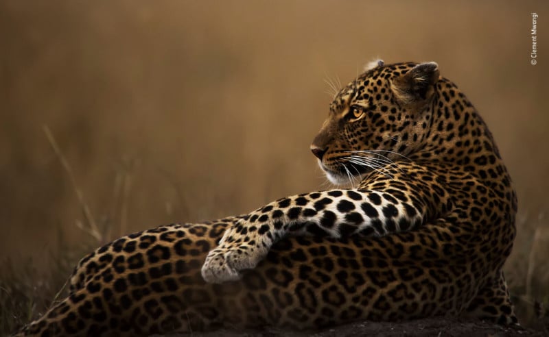 ©-Clement-Mwangi-Wildlife-Photographer-of-the-Year-800x492.jpg
