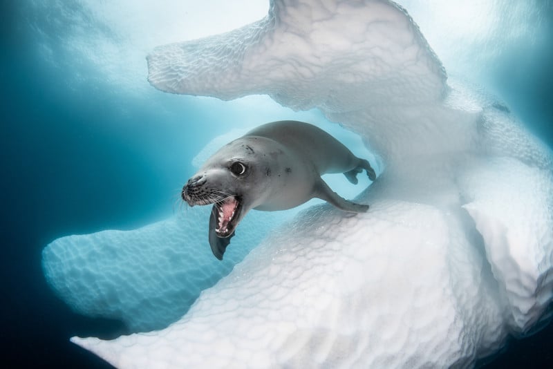 Cold-Water1_GREG_LECOEUR_CRABEATER-SEAL-800x534.jpg